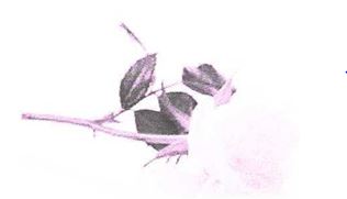 Symbole